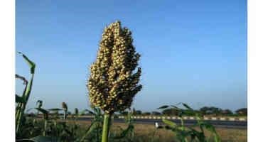 Multi-Scale Research Uncovers Microbes That Affect Sorghum Drought Response