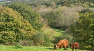 UK Beef Farmers Want To Transition To Net Zero, But Practical And Financial Barriers Are Standing In Their Way