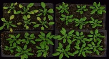 Plants Reprogram Their Cells To Fight Invaders. Here's How