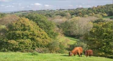 UK Beef Farmers Want To Transition To Net Zero, But Practical And Financial Barriers Are Standing In Their Way