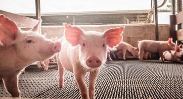 Ottawa investing in African swine fever prevention