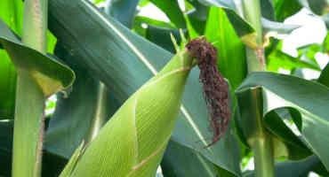 Crop Progress: Corn Enters Final Maturity Stage