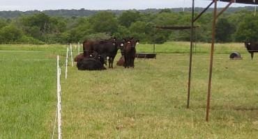 Ways To Extend The Grazing Season