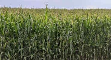 Minnesota Crops Holding Up Pretty Good Heading Into Fall Season