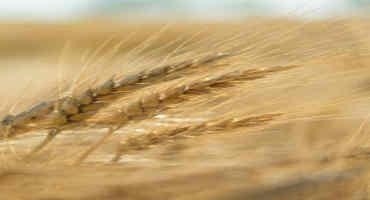 Final Strategic Farming: Field Notes Discussed Late Summer Forage And Small Grains Outlook
