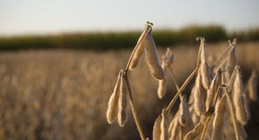 Soybeans begin dropping leaves