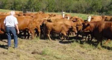 Cattle Handling and Stockmanship Influence on Animal Performance