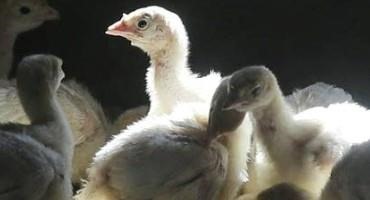 Avian Flu Resurfaces In A Meeker County Turkey Flock