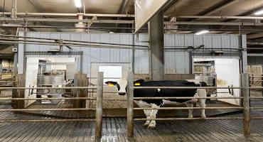 Breeding And Raising The Right Cow For Automatic Milking Systems