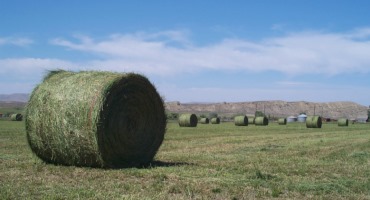 Report: Hay And Pasture Land Losses Could Hit $100 Million