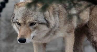 Court Rules AFBF Can Appeal Gray Wolf Delisting