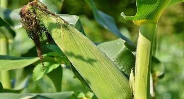 Flavonoids from Sorghum Plants Kill Fall Armyworm Pest on Corn, may Protect Crop