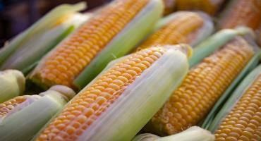 2022 Ontario corn yield expected to be the 2nd largest ever after last year’s record