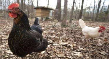 Contact Between Wild Birds And Backyard Chickens Is Risky
