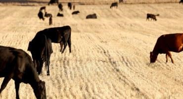 Droughts Are Hitting Cattle Ranchers Hard – And That Could Make Beef More Expensive