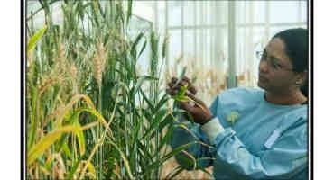 Signaling Molecule May Regulate Proteins In Wheat Plants