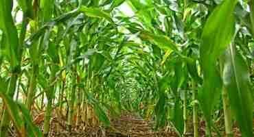 Researchers Propose New Framework for Regulating Engineered Crops