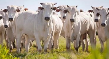 South America Region Closer To Eradicating Foot-And-Mouth Disease