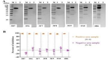 Improving The Detection Of African Swine Fever Virus Antibodies In Serum