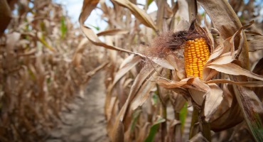 Drought Scorches America’s Crops: Elements by David Fickling