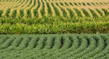 US Midwest Corn Crop Smallest Since 2019