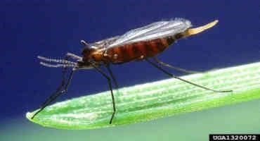 Hessian Fly and Early Planted Wheat and Barley