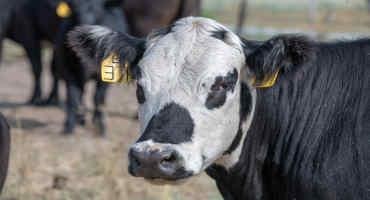 Feeding Cows While Coping With Drought and High Input Costs