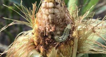 Soil Temperature Can Predict Pest Spread in Crops