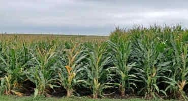 Will 'Short Corn' Change The Landscape Of The Rural Midwest?