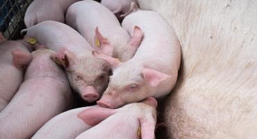 New cycle begins in the Chinese pork market