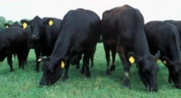 Cattle Economics: Calf Crop and Cattle Inventory