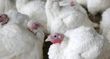 Bird Flu Is Back In Wisconsin. Some Poultry Producers Worry The Highly Contagious Disease Is Here To Stay.