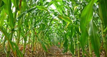 Researchers Propose New Framework for Regulating Engineered Crops