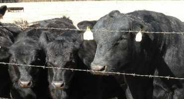 Fundamentals of Beef Sire Selection