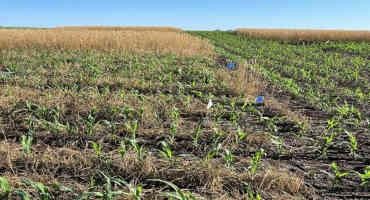 The Impact of Cover Crop Species and Termination Time in Weed Suppression and Corn Yield