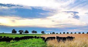 Rough Year For Kentucky Cattle Producers After Flood And Drought