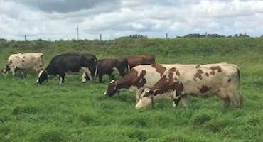 Fall Tips for Productive Pastures