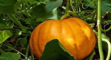 Managing a Pumpkin Crop