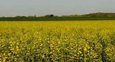 Winter Canola Planting Considerations