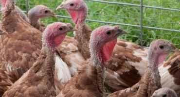 CBS News: Turkey Prices are Surging Ahead of Thanksgiving Due to Disease