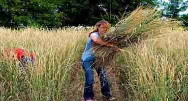 What are the Barriers to Engineering Perennial, High-yield Grain Crops?