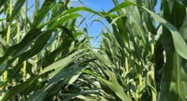 Assessing Yield-Limiting Factors In Corn, When Do Yield Components Develop?
