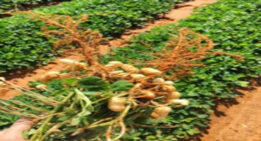 Texas Peanut Production Below Average, Prices Strong