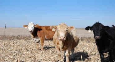 Pasture and Forage Minute: Grazing High Nitrate Cornstalks, Late Summer Weed Control