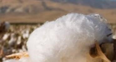 U.S. Cotton Trust Protocol Awarded USDA Grant for U.S. Cotton Smart Commodity Program