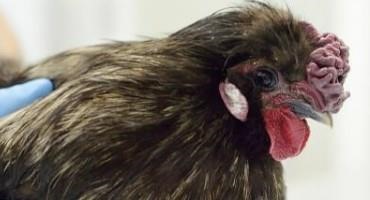 Avian Influenza Persists As Migration Peaks