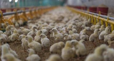 Avian flu cases resurfacing in Canada