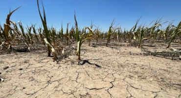 How The Drought Killing Kansas Corn Crops Could Make You Pay More For Gas And Beef