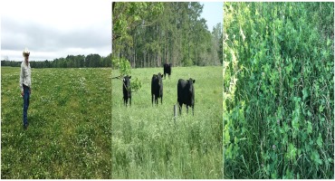 Cool-Season Forages – A Pasture Perspective for 2022