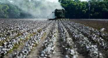 Drought Decimates Texas' Key Cotton Crop